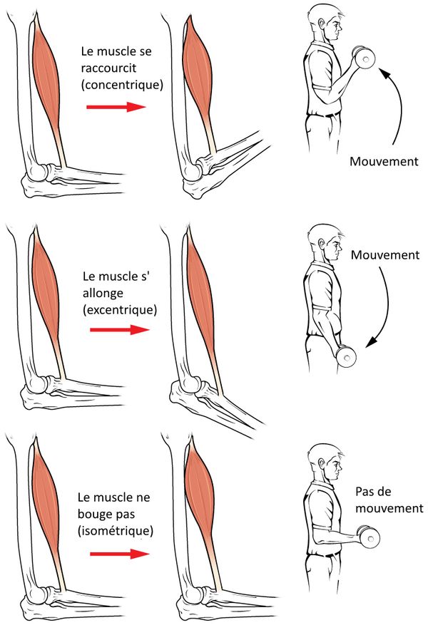 Comment Utiliser les Différents Modes de Contraction